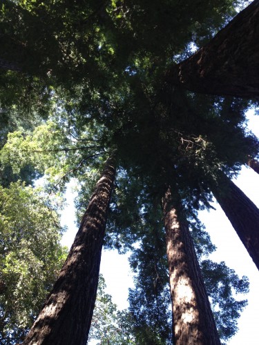 circle of redwoods around gfather tree