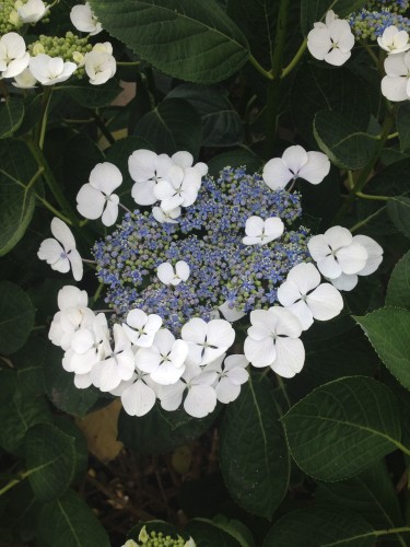 blooming hydrangea