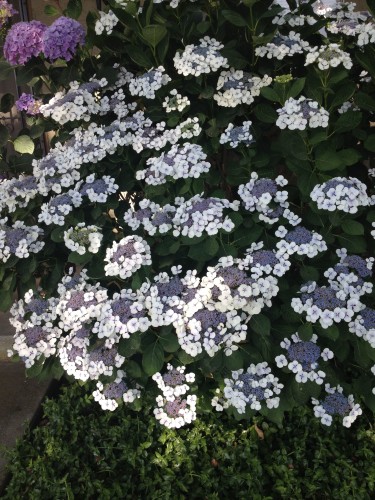 flood of blooms hydrangea