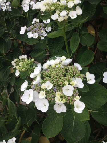 green hydrangea