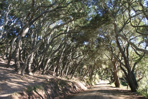 prefumo canyon dirt