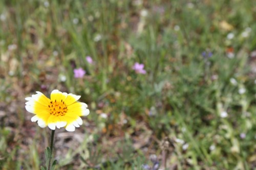 spring flower